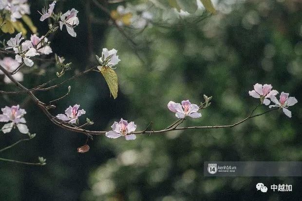 河内有一大片粉紫色花海，错过又要等一年