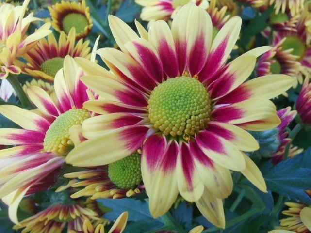 生肖|11月27-11月30日,大吉大利,添财添福,喜迎人生上上签的4大生肖