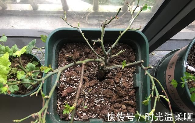 新芽|月季横拉很简单，做好这四点，芽点萌发多，花开多又美