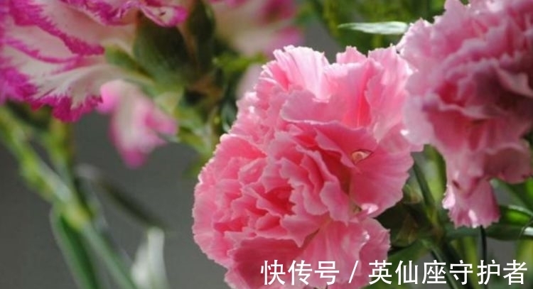 4种富贵花,添福添贵添好运,比牡丹美,比绿萝好养!