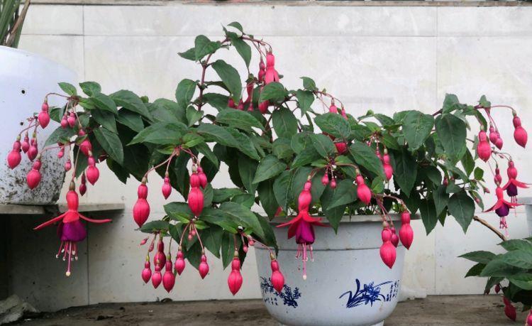 温度|5种花温度高要遮阴,少浇水,不然过了夏天就只剩盆了