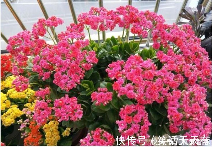 家养几款植物,花期长花量大,好养又漂亮,入手不会亏