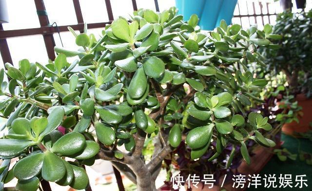 白血病|甲醛最怕“3种花”，家里养1盆，家人身体好，白血病也绕道走