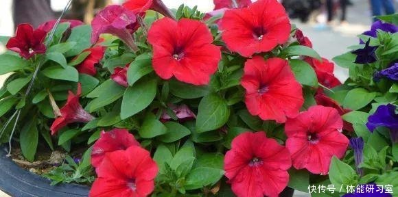 秋天的院子,养点喜欢的花,乐得自在!