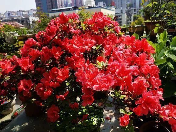 盆栽|夏天别买4种花,一拿回家就“掉花苞”,搞不好还烂根