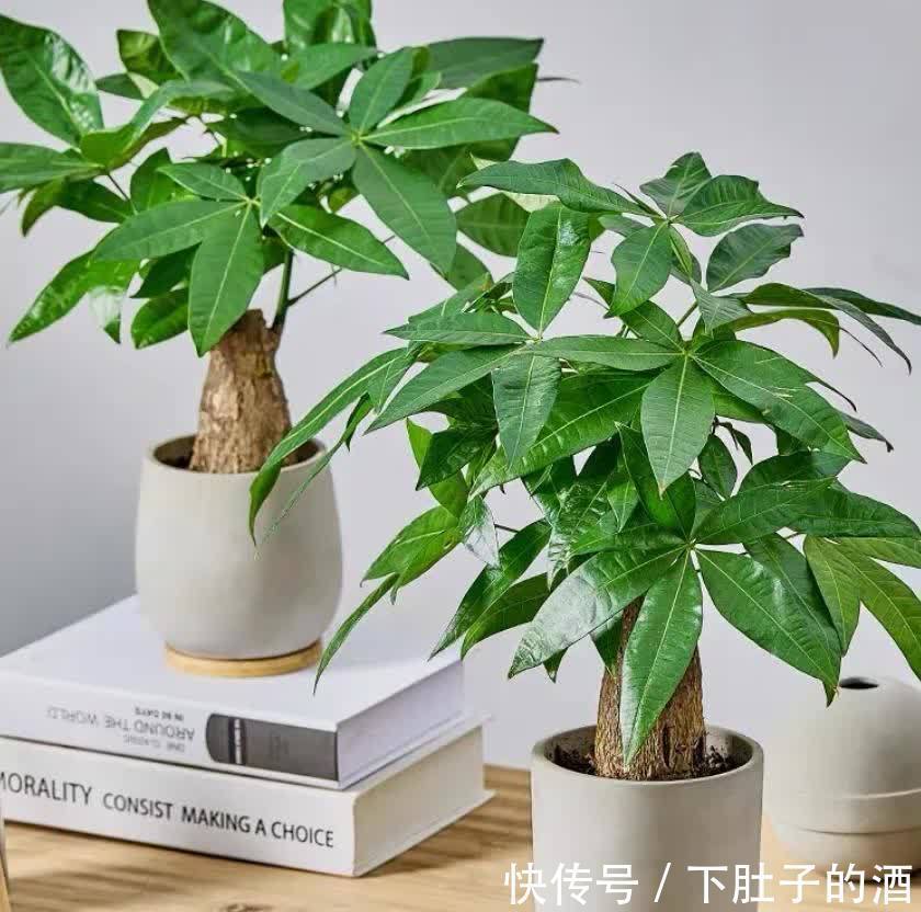 吊兰|建议爱花人:4种花,加起来不超百元,却有好寓意