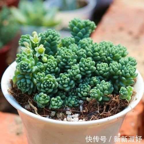 钱串|12款多肉天生就爱凑热闹，爆盆群生是强项，花友：养起来真过瘾