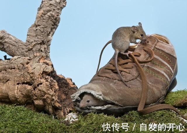 |转发九则2021年笑话,让大家乐一乐,开开心心过新年