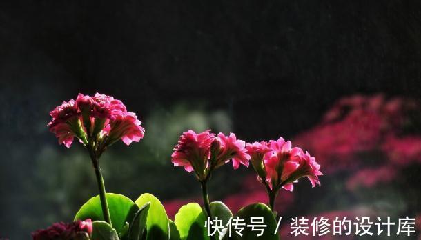 和节日很搭的8种花,花期都超长,养在室内也能美200天