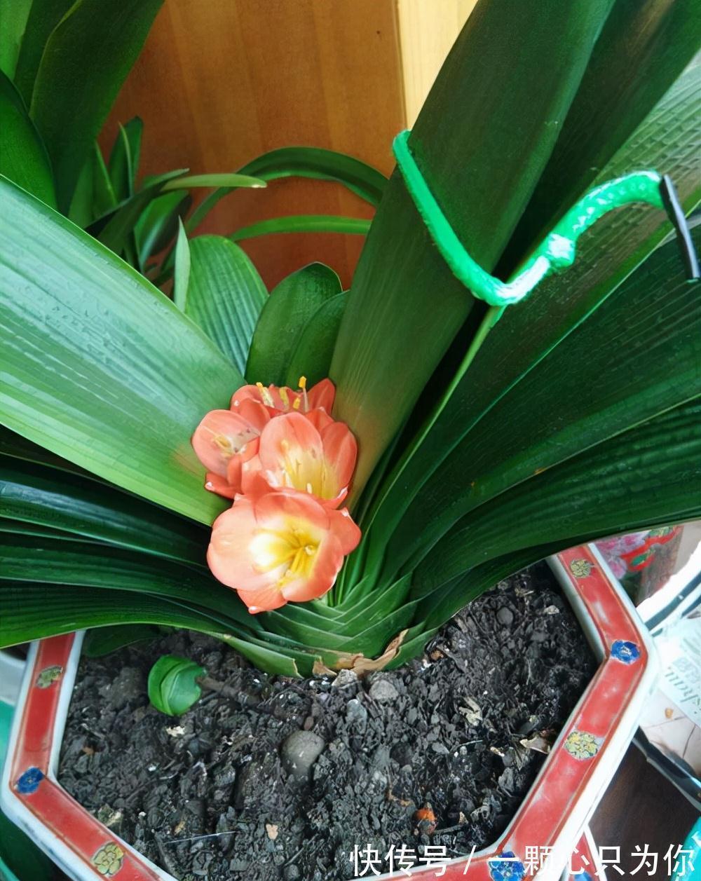 温差|君子兰“夹箭”开不动?学会2招,只要7天,就把花箭拽出来