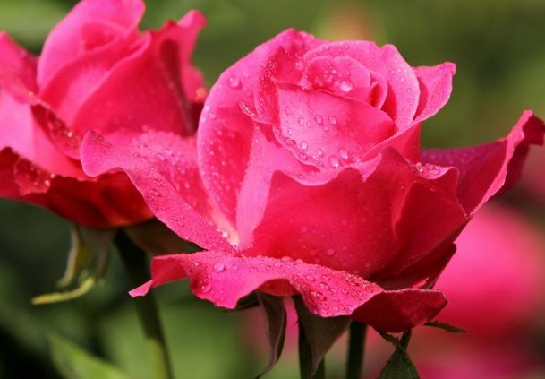 最好养的几朵花，放在家里阳台上，花开成花海，花香久聚不散