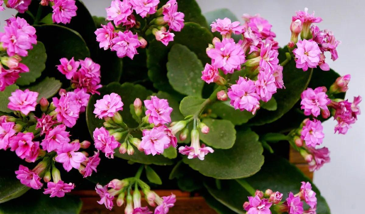 开花|长寿花不开花,“喂1勺”粉末,加3“动作”30天开花满枝头