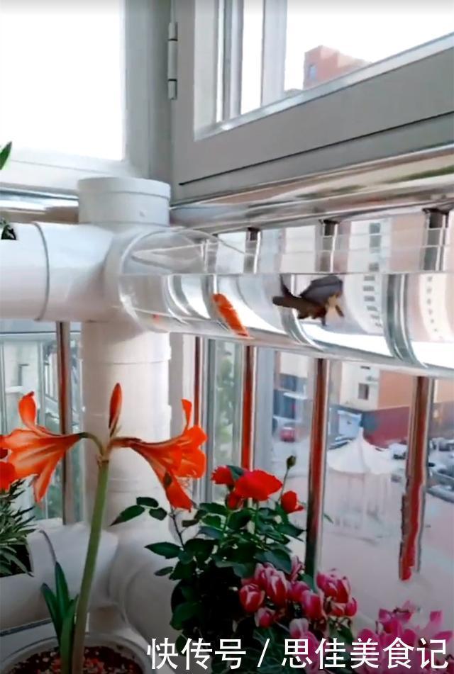 回家|去朋友家参观,被她家阳台圈粉了,塑料管养花养鱼回家我也弄一个