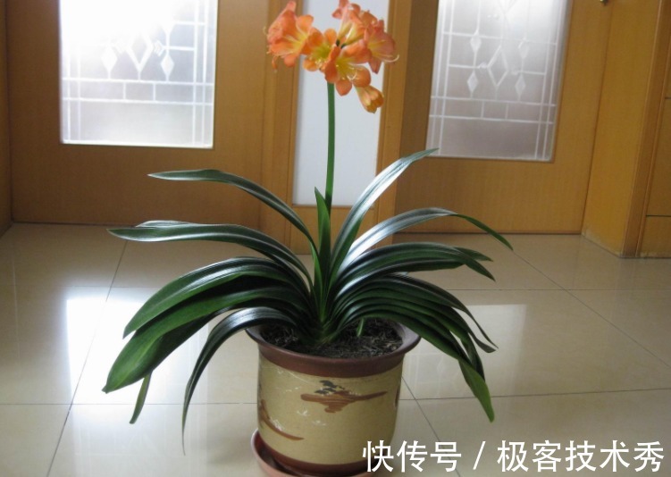 君子兰“夹箭”开花难看，该怎么办？从这些地方下手“抢救”吧