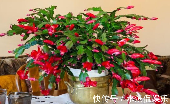 喜冷花|“2种喜冷花”养客厅，0℃也能开爆盆，秋冬就选它，好养易爆盆！