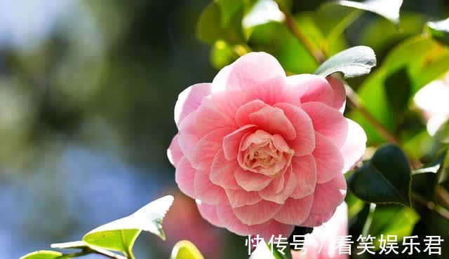 客鬓#「诗词鉴赏」山茶花开时,十一首山茶花的诗词,烂红如火雪中开