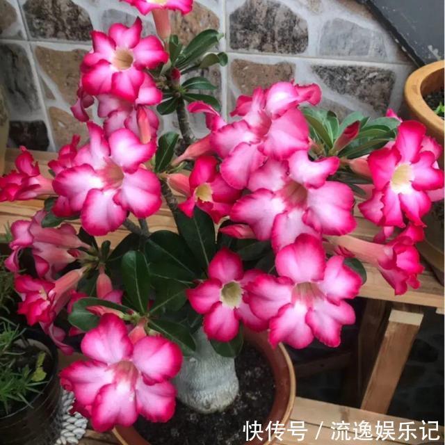 金枝玉叶|7种“富贵花”能活一百年,越养越值钱,家里的“摇钱树”