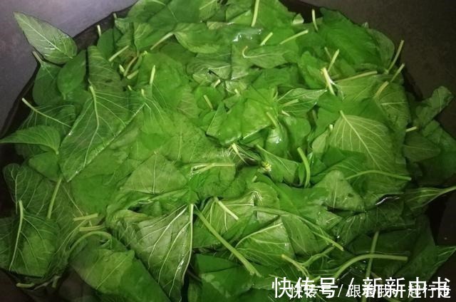 钙库|藏在田间地头的“天然钙库”，不花一分钱，钙是菠菜的3倍