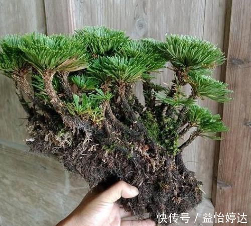 养卷柏无需花钱买幼苗,野外寻些带回家,这样处理制成漂亮盆景