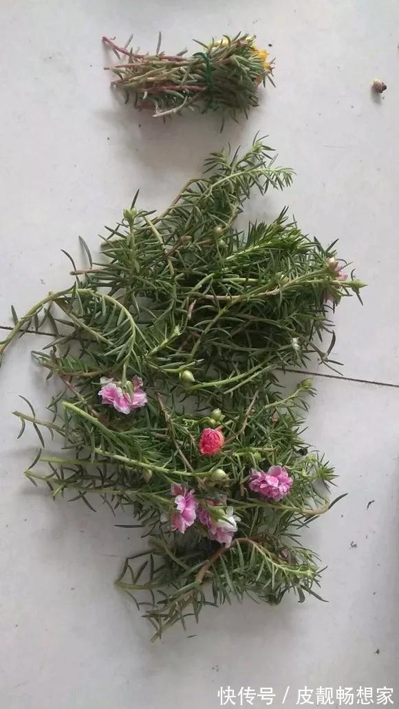 5种花快扦插,生根超快,1周长出大白根,新手也能插得活