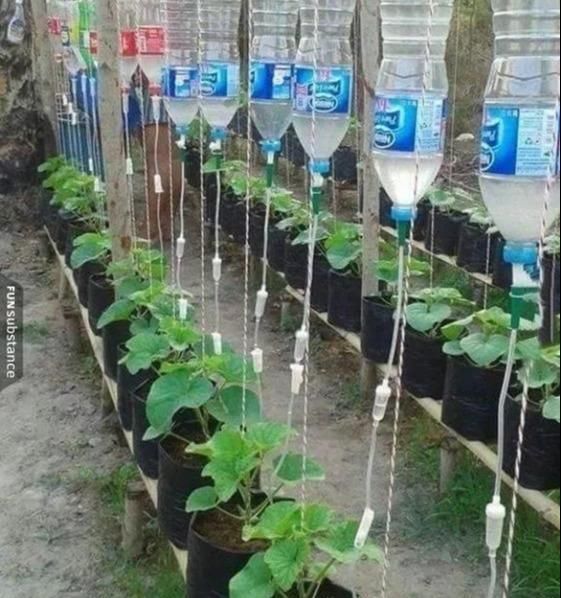 植物|没地种花种菜,没时间浇水几个塑料瓶就能解决,DIY变废为宝