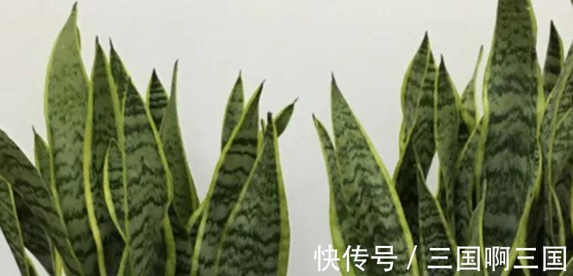 虎皮兰怎么养长得快又爆芽,掌握4个技巧易爆芽,半年长出一米高