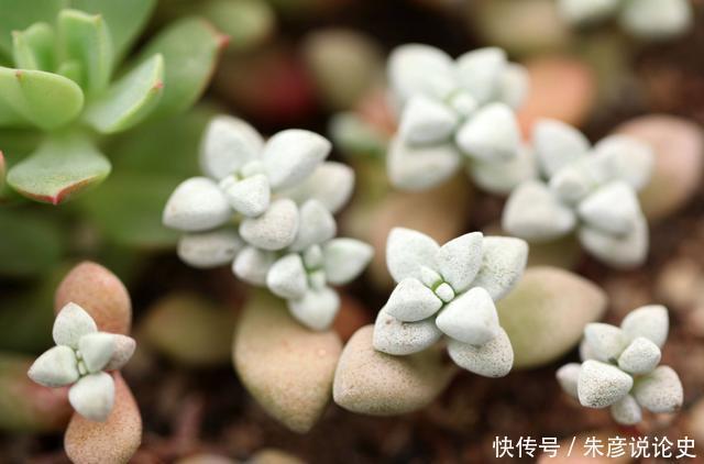 几款花卉形状特别，又显贵气，养在家里超合适的