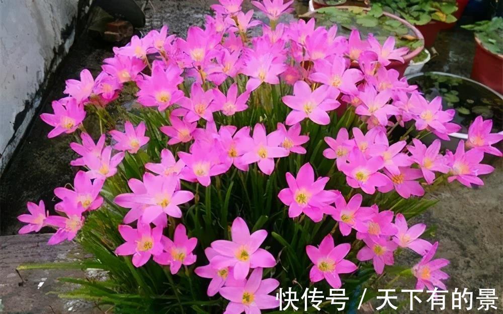 风雨兰|3种漂亮花,夏天也别搬进屋,多晒晒多淋雨,长势旺开花美