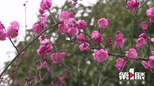 中年|五彩梅花迎春开 赏花出游正当时