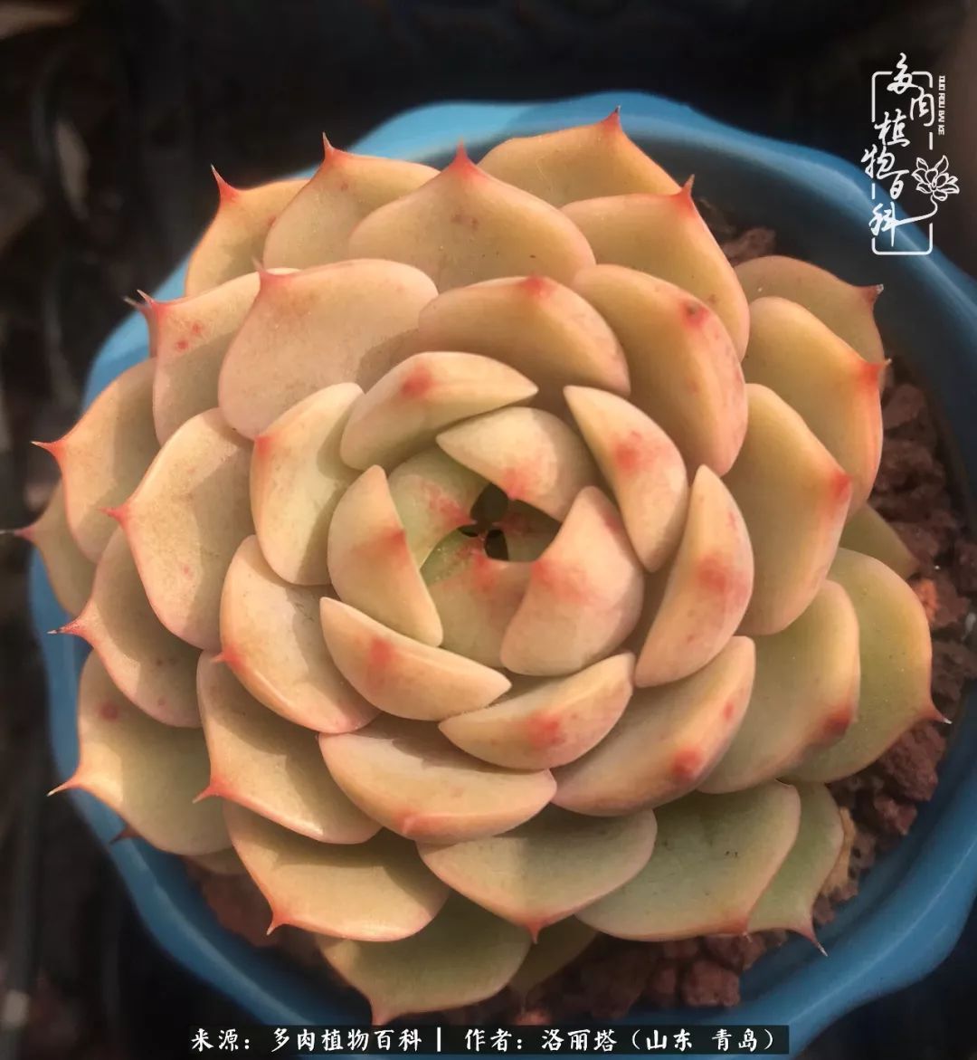 我和我的“多肉恋人”，怎么样有没有惊艳到你！