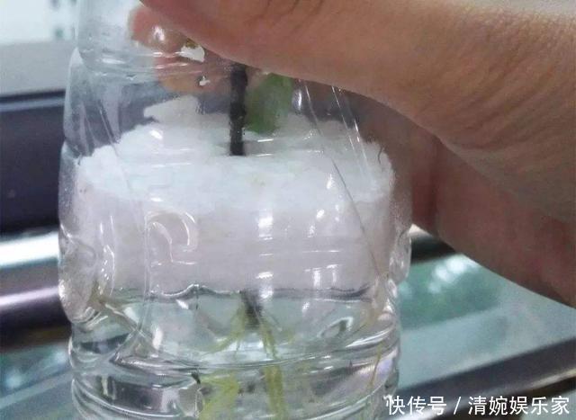 这东西|这东西不难找,栀子扦插有“它”相助,谁也会操作