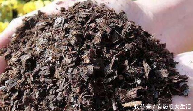 君子兰春季养护“四部曲”做到位,长势快,叶片肥厚株型美!