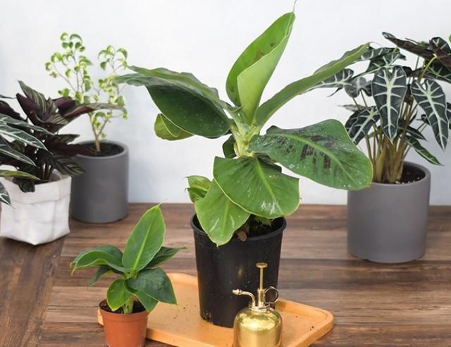 香蕉也能种盆里,结出迷你小香蕉,叶子特别耐阴