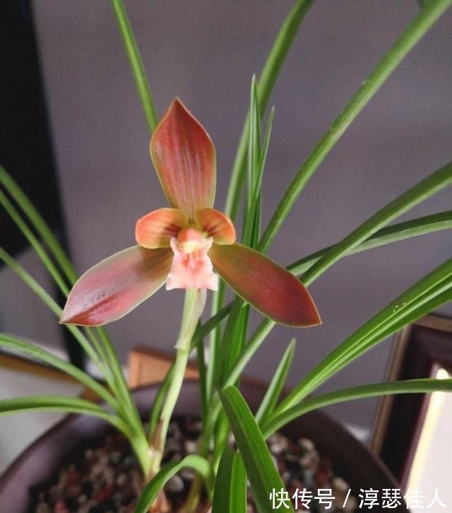 比“鸡血”还红的兰花,先绿后红色渐浓,勤花勤草好养活