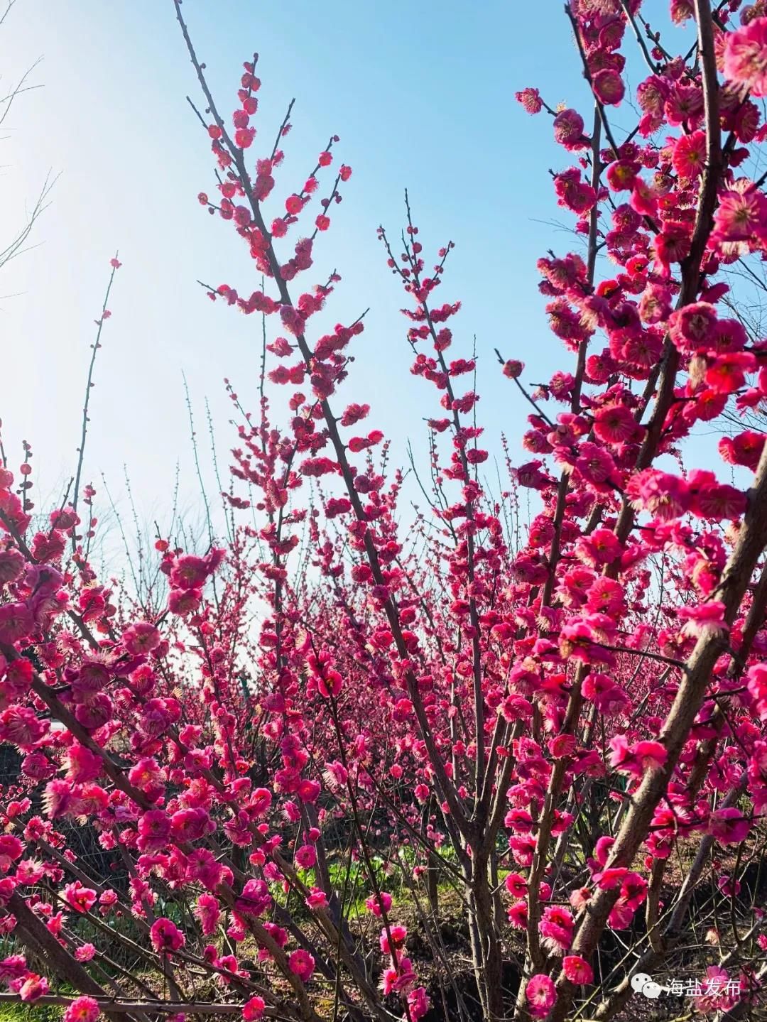 梅花盛开，芳香自来！海盐这个地方简直美爆了！