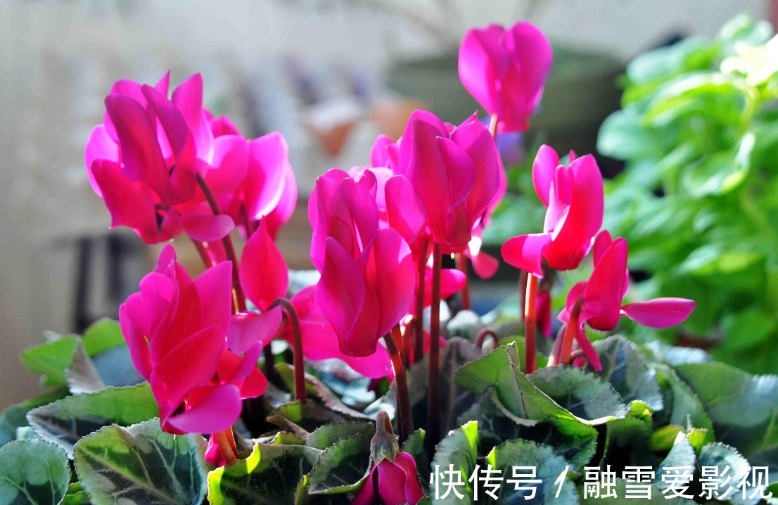 家里要是有集中化,春天之后抓紧时间修剪,不然会影响第二年开花