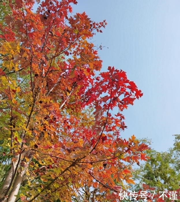 R2|「集微拆评」坚果R2评测:旗舰配置加独有功能,手机更好用了