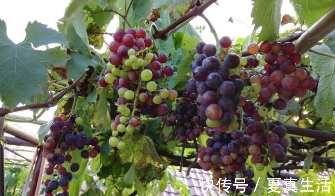 种菜|别人养花，她却种一楼顶菜，多得吃不完都送邻居了