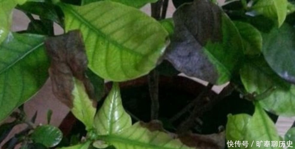 茶叶水残渣,直接倒进花盆里,对花卉有利还是有害