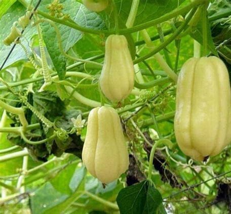 常吃|女人高血压不要慌，常吃此瓜，止咳化痰，降血压，给血管清垃圾！