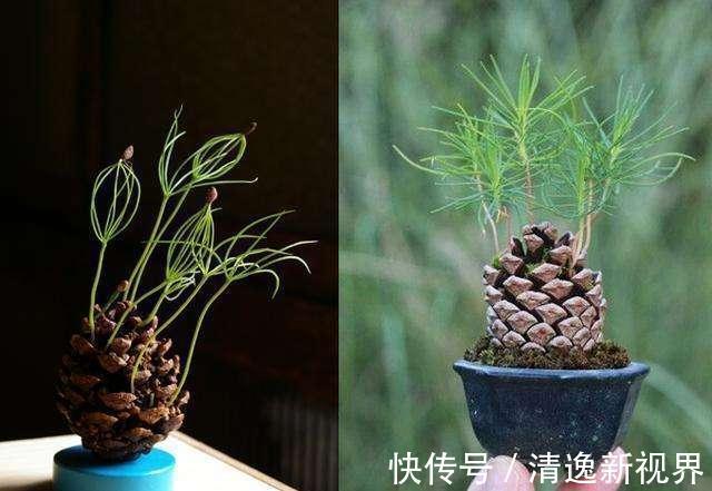 山上捡个“松果”养盆里,没几天就发芽,放在书房意境足!