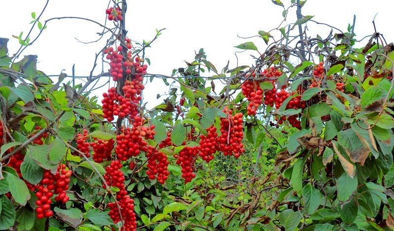 收精|一味“收精”的中药!收肺精、敛心精、固肾精,值得用心学习