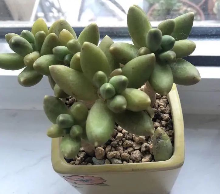 养成一个爱好的重要性和一个养肉人的日常!