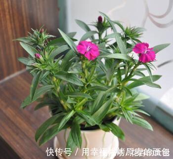 净化|此7种健康花,养家里空气清新病菌少,看看你家有吗