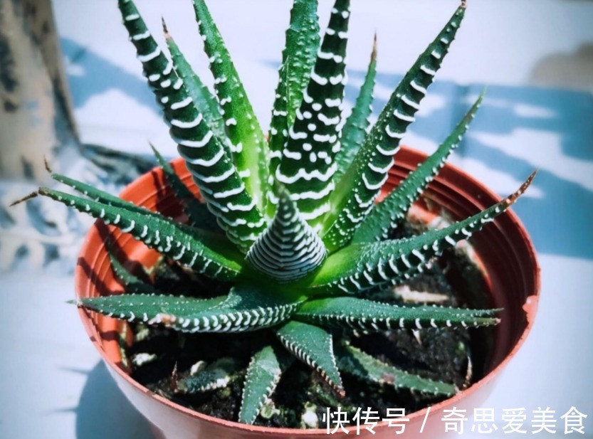 这3种常见植物最懂得“感恩”,人养着它,它则守护着主人的健康