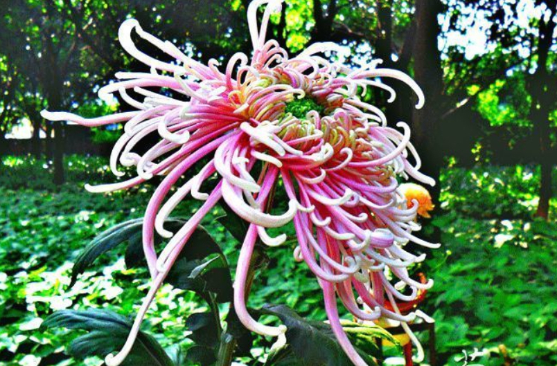 喜欢菊花,不如养盆“菊之珍品”,绚烂多姿似仙女,娇艳惹人爱