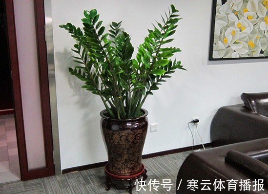养花|客厅摆盆招财花,空气清新好兆头,富贵人家都爱养