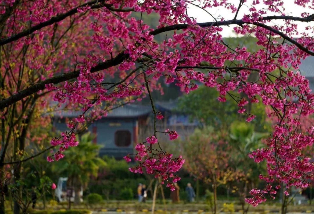 湖北人|春节，韶关人的赏花地图