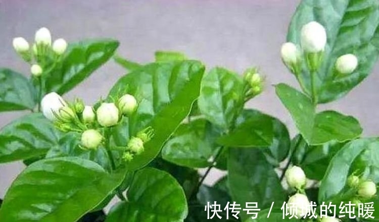 茉莉花|养花就养这几款，花朵小巧玲珑，四季有花开，花香四溢飘满屋，美