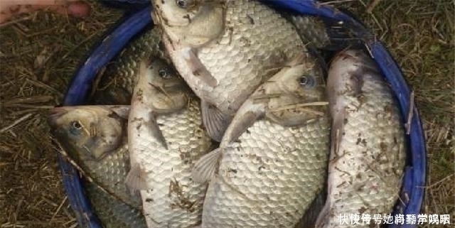 鲫鱼|这3种东西渔具店不肯卖,专攻鲫鱼鲤鱼和草鱼,爱钓鱼的你别错过